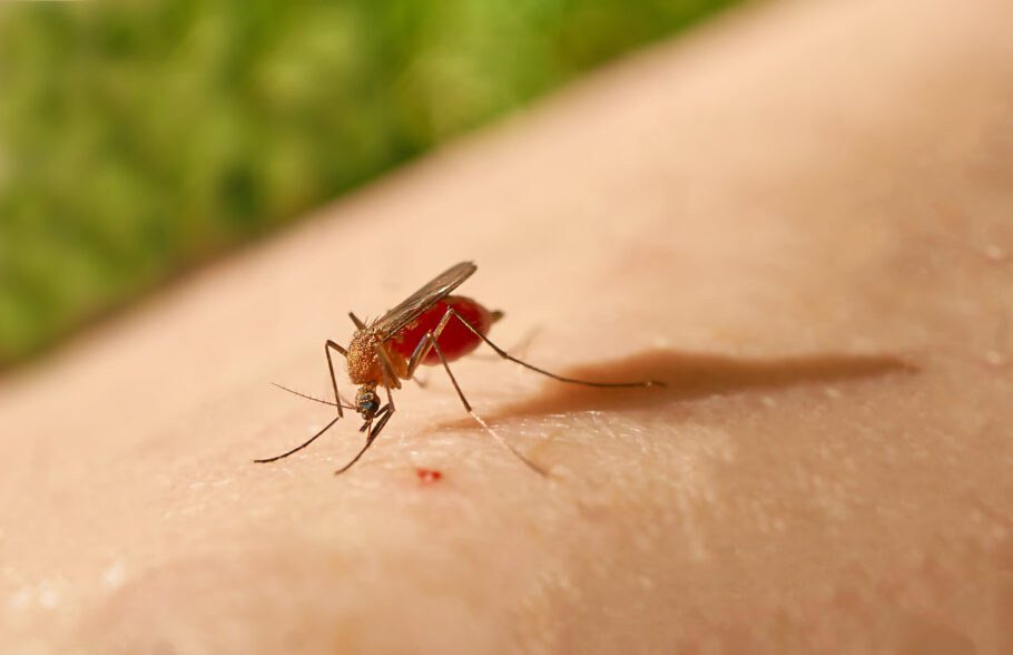 🔶Amazonas registra 1,3 mil casos de febre Oropouche, 3 vezes mais que de dengue