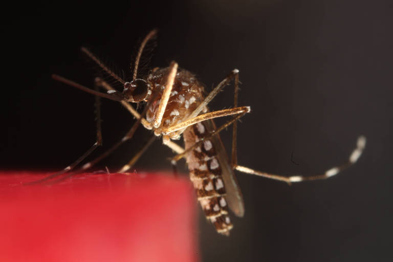 🔶 Brasil já registra mais de 1 milhão de casos de dengue em 2024